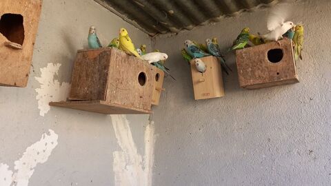 peruches ondulees 8 31620 Fronton