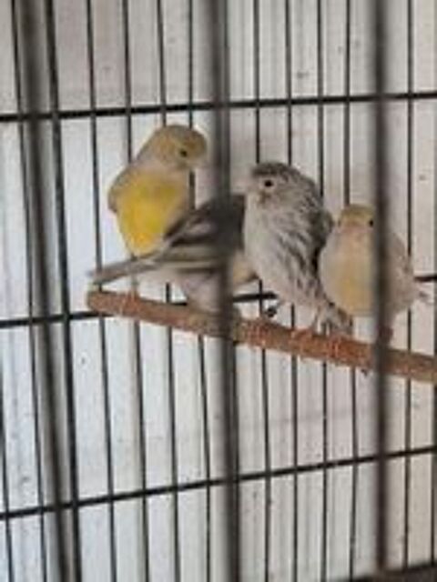   Femelles canari 2025 
