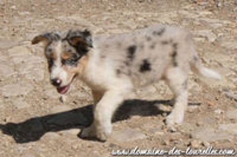   Magnifique chiot mâle BORDER COLLIE non LOF 