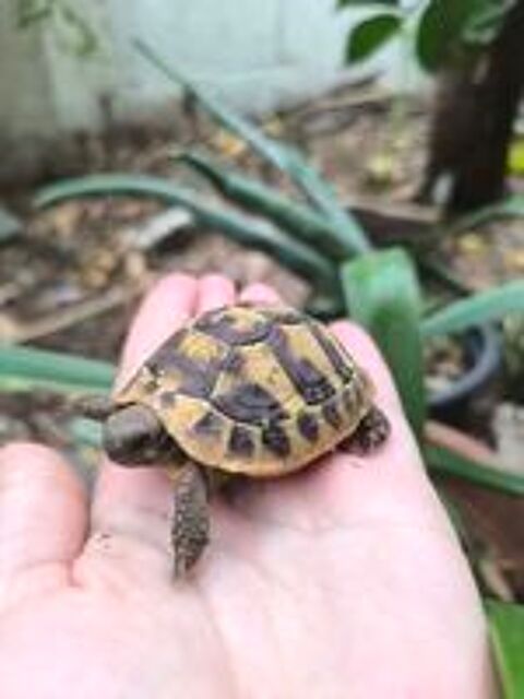   Tortues de terre adulte et juvénile  