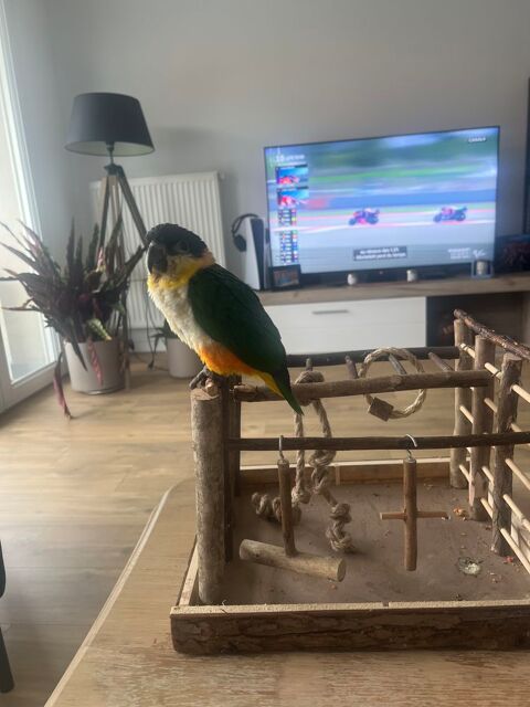 couple caique 1500 59223 Roncq