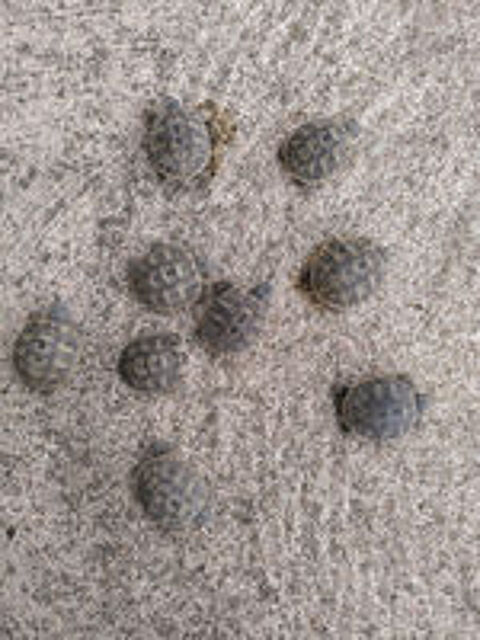   cède tortues juvéniles 
