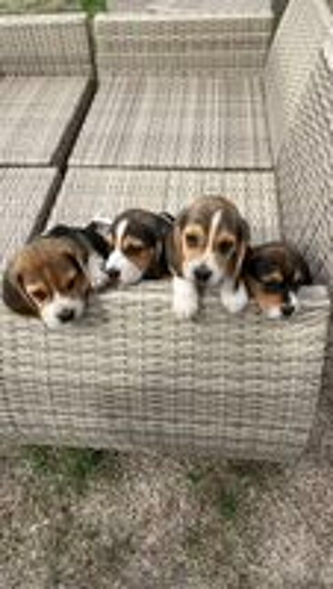   beagles 