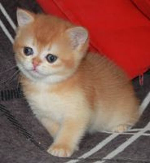   Superbes Chatons Golden Shell et Golden Point 