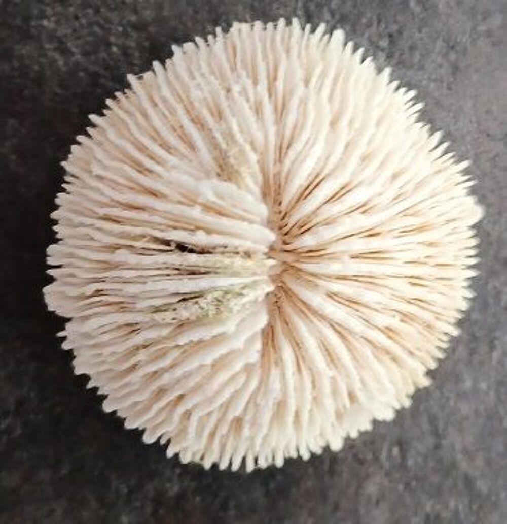 Corail blanc Fungia Scutaria / coussin de requins 