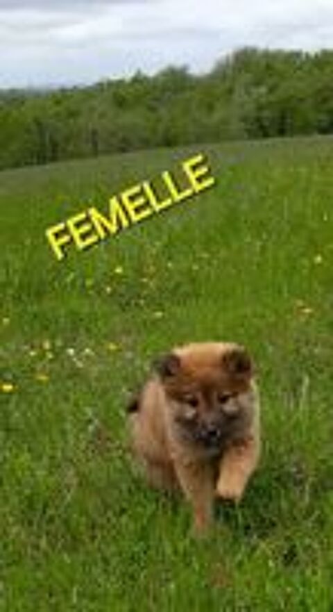   SHIBA INU 