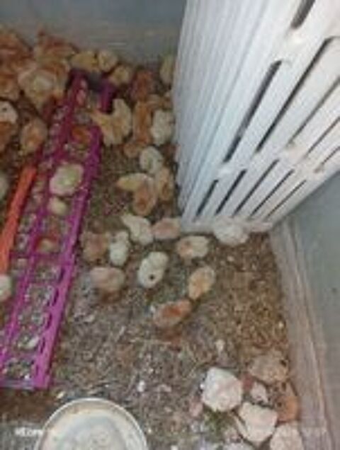   Donne des poussins futur poules pondeuses rousse et blanche  