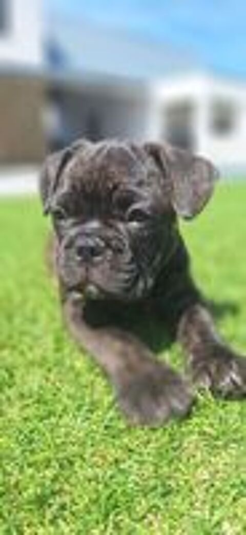   Chiots Bouledogue Français 
