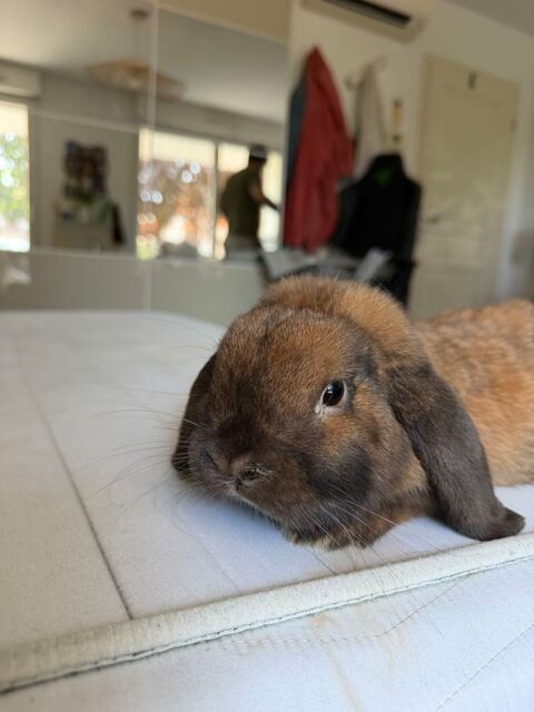 Lapin b&eacute;lier 20 67210 Obernai