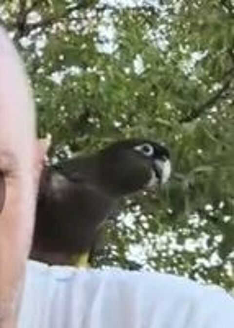   Conure de patagonie EAM 2026 