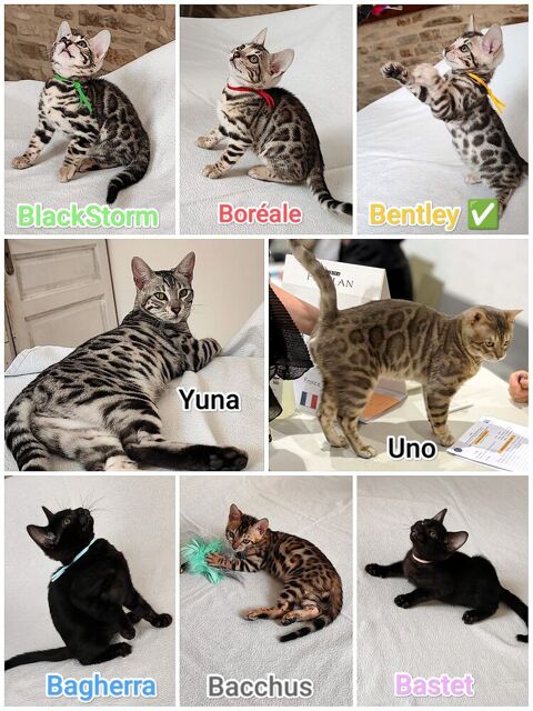 Bengals LOOF Silver 1600 89310 Annay-sur-serein