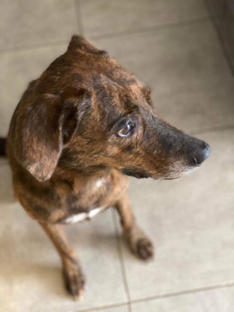 Sybelle, femelle croisée berger, née le 01/01/2016 0 33000 Bordeaux