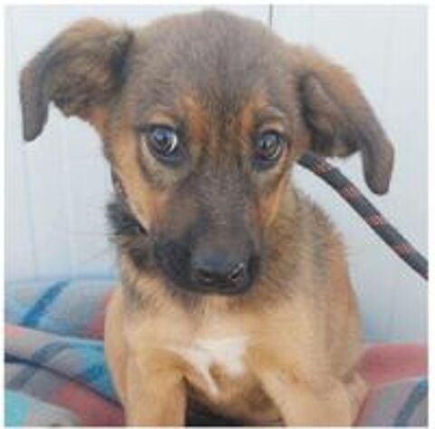   SOS FIRMIN M�LE CASTRE 11MOIS A SAUVER DE ROUMANIE  