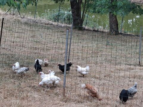 poulet 8 85170 Belleville-sur-vie