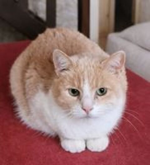   BIB CHAT ROUX ET BLANC 11 ANS 