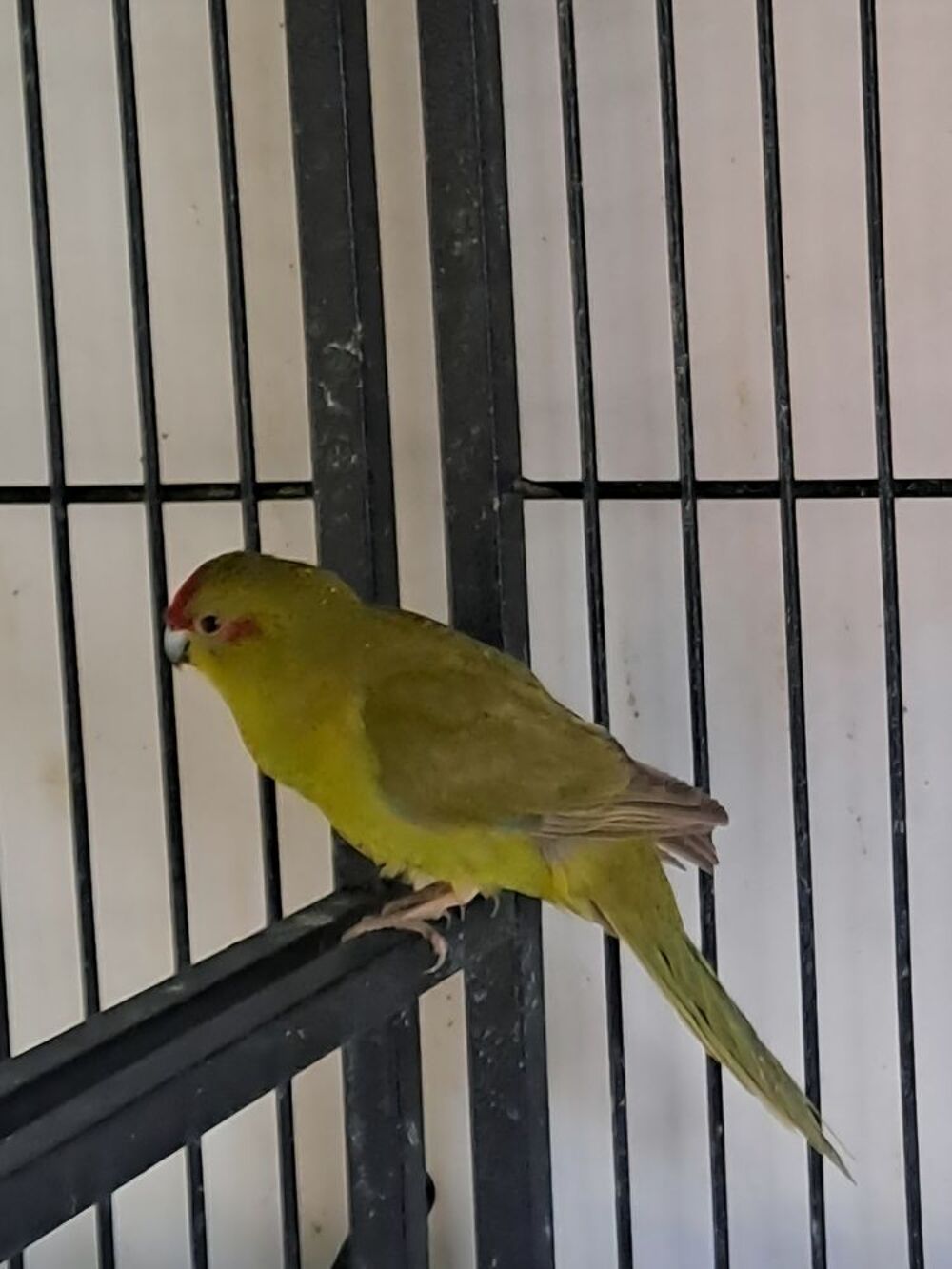   Kakarikis 