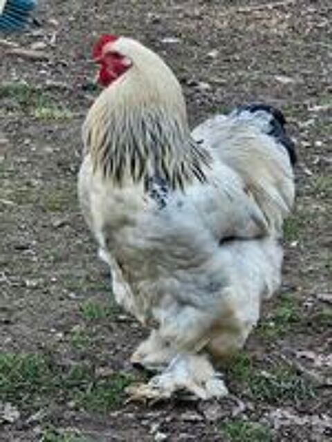   Coqs brahmas  