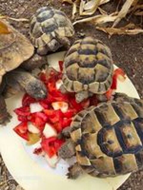   Tortues  de terre 