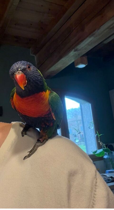 Loriquet de Swainson 300 31290 Villefranche-de-lauragais