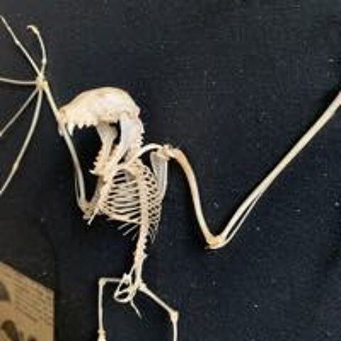taxidermie cabinet curiosit� squelette chauve-souris 300 Villeurbanne (69)