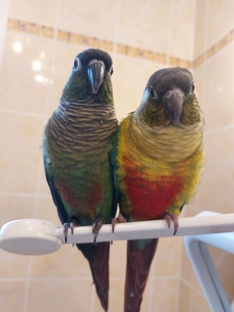 Couple de conure 280 22560 Pleumeur-bodou