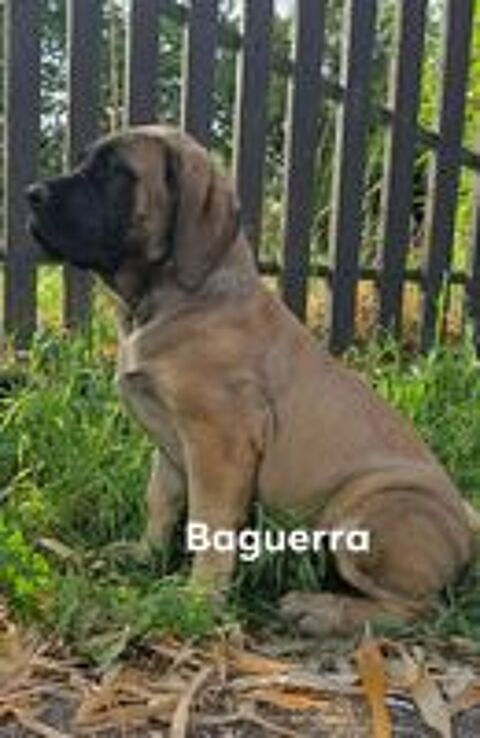   Chiots mastiffs 