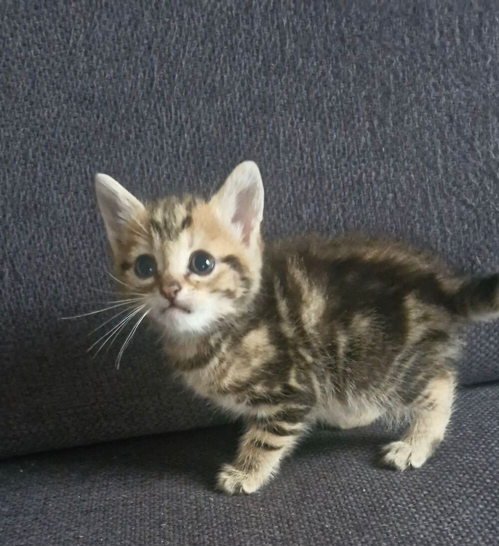   Donne chaton  