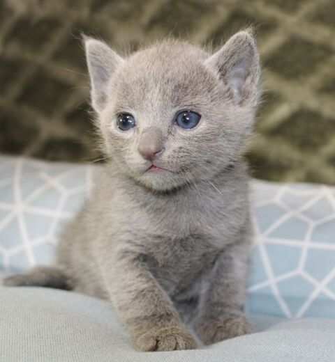 Chatons bleus russe LOOF lignée russe 1800 75001 Paris