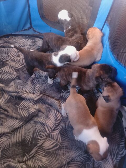 A r&eacute;server 7 magnifique chiots bulldog continental  950 31660 Bessi�res