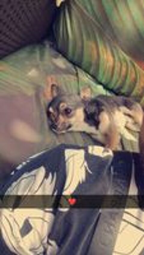   Cherche un don de chiot mâle ou femelle peut m'importe  