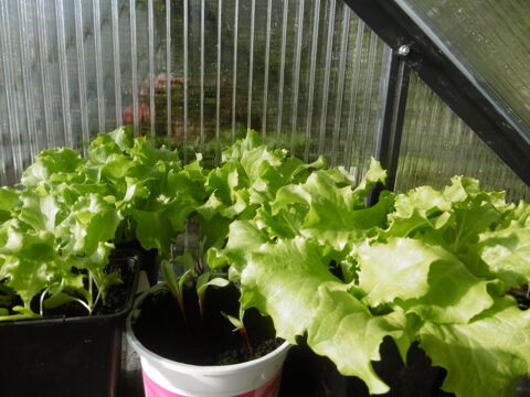 plans de salade- laitues 3 Villars-les-Dombes (01)