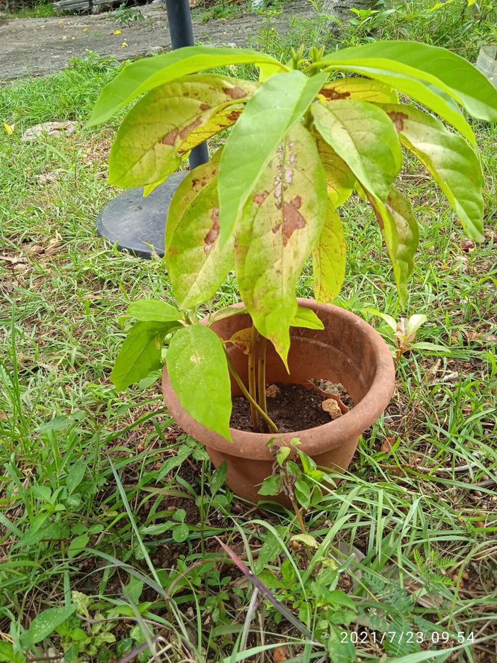 Plantes , Fruits ,et plans d'arbres fruitiers Jardin