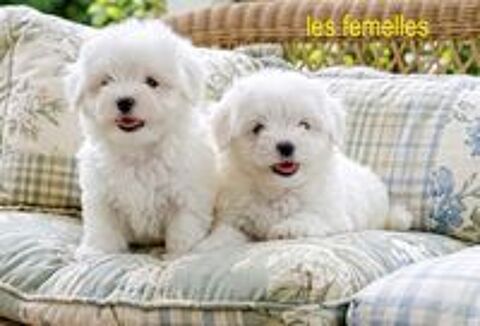   Chiots Coton de Tuléar NON LOF 