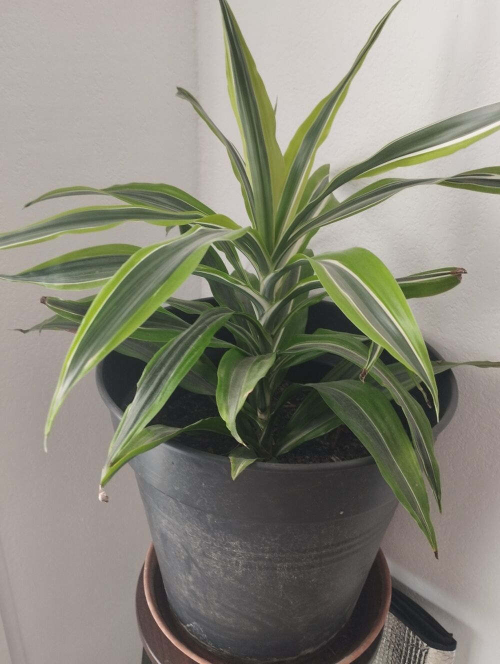 Plante verte ray&eacute;e en pot gris Jardin
