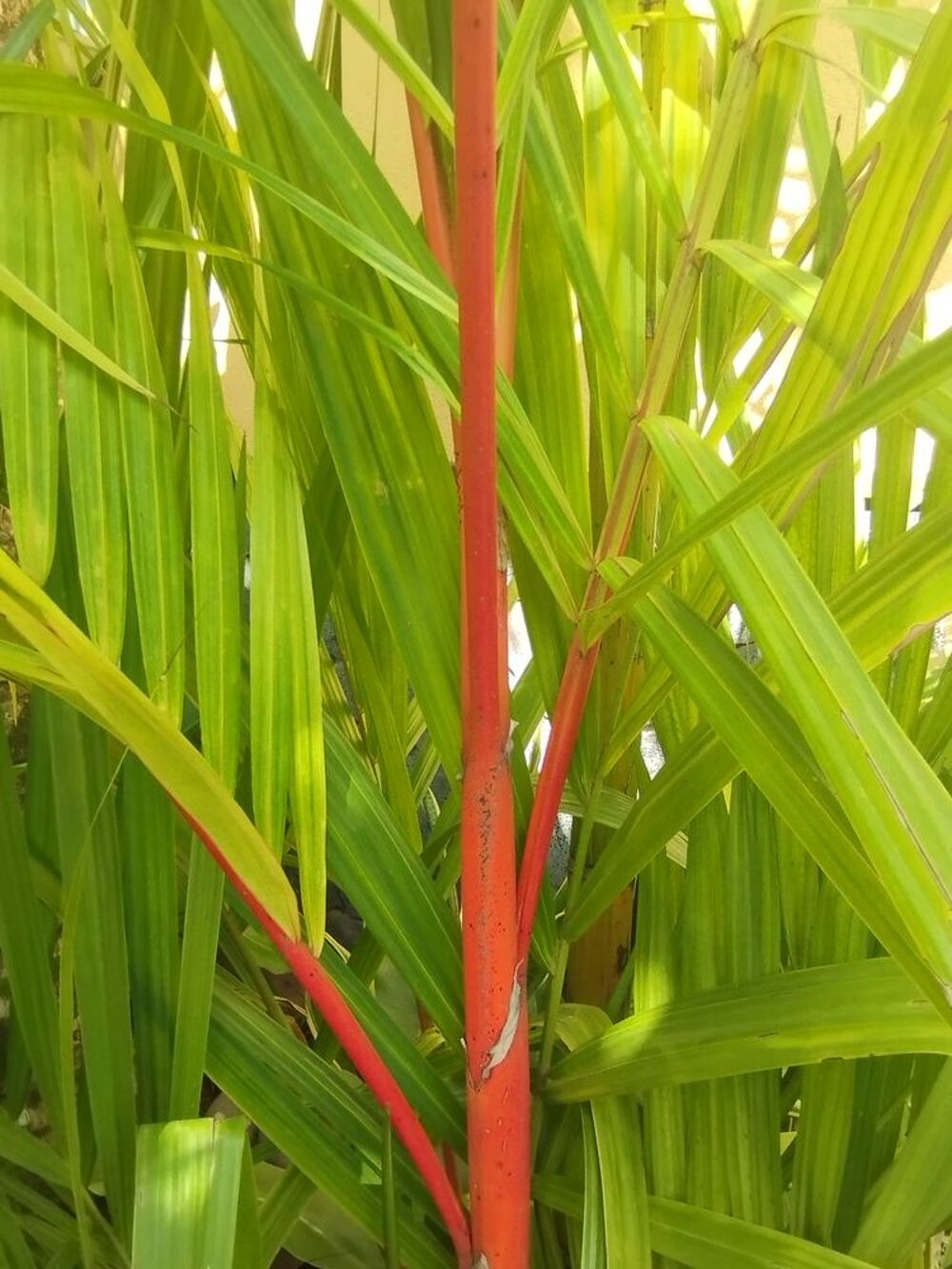 Palmier rouge &agrave; l&egrave;vres de 3m de hauteur Jardin