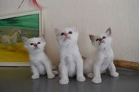   Magnifiques chatons Sacre de Birmanie LOOF 