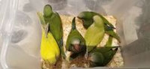   Conure veuve  