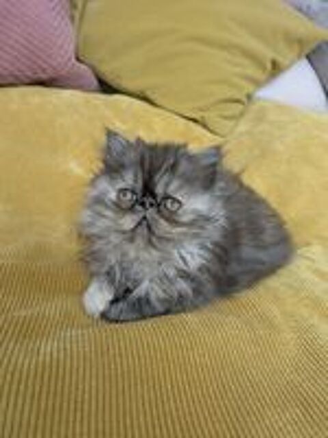   Chatons persans  