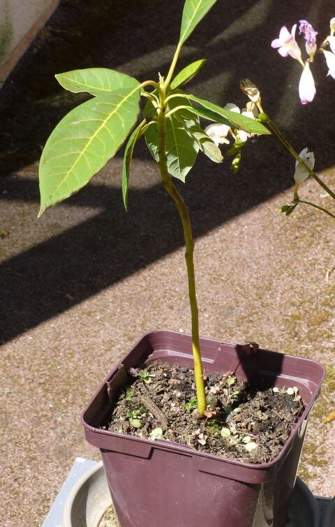 lot de 2 Avocatiers 12 La Turballe (44)