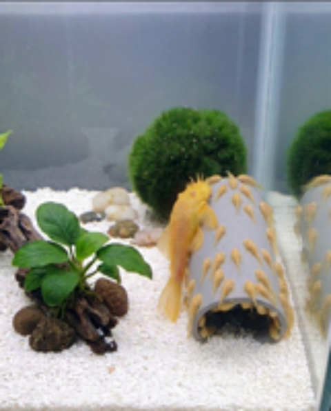   Cachettes pondoirs pour poissons et crevettes 