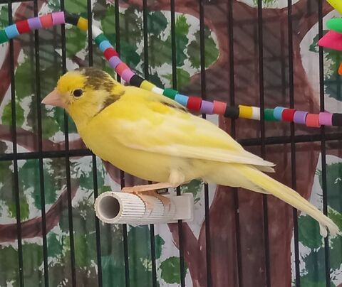 CANARIS RAZA 4 MOIS. 30 94130 Nogent-sur-marne