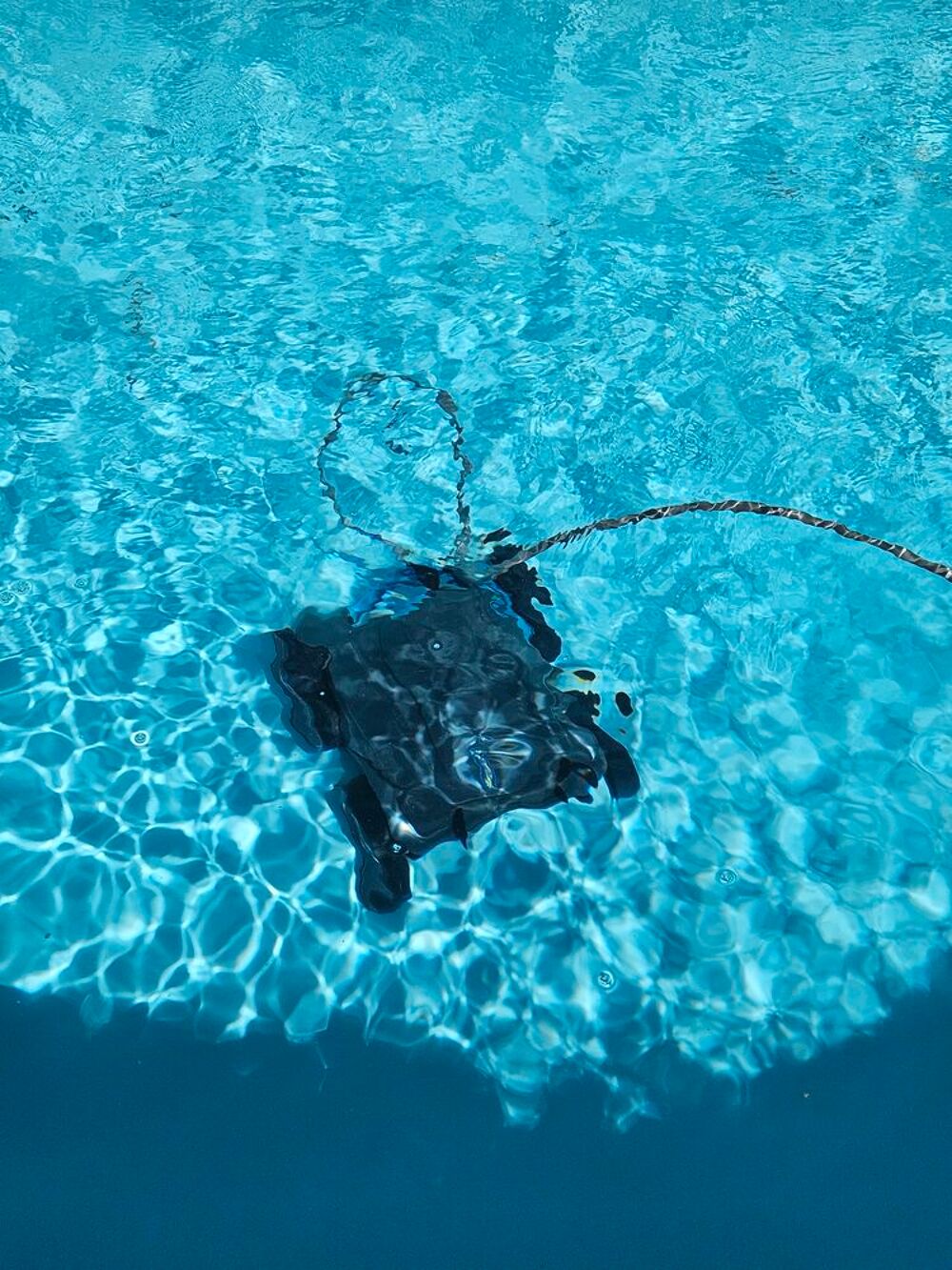robot de piscine zodiac Jardin