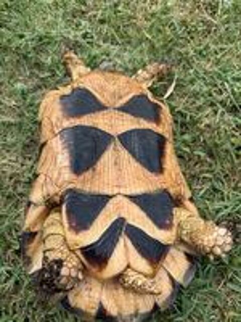   Tortue femelle marginata 20ans 