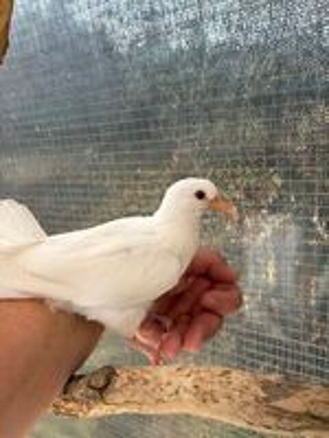   Colombe 