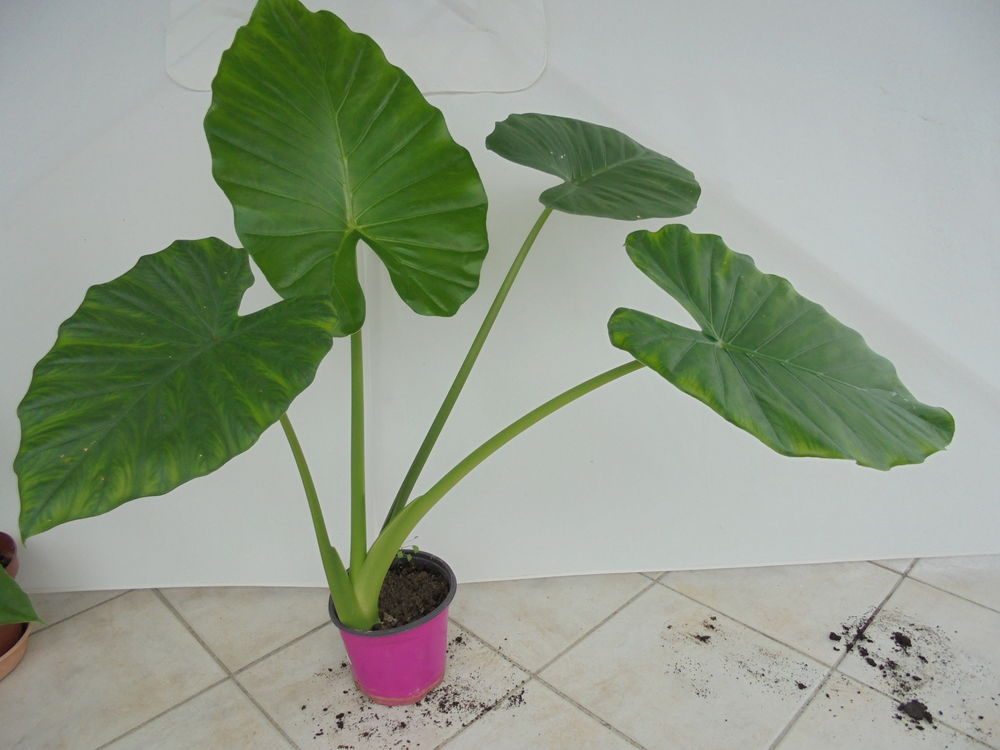 Pots d'Alocasia ou oreilles d'&eacute;l&eacute;phant Jardin