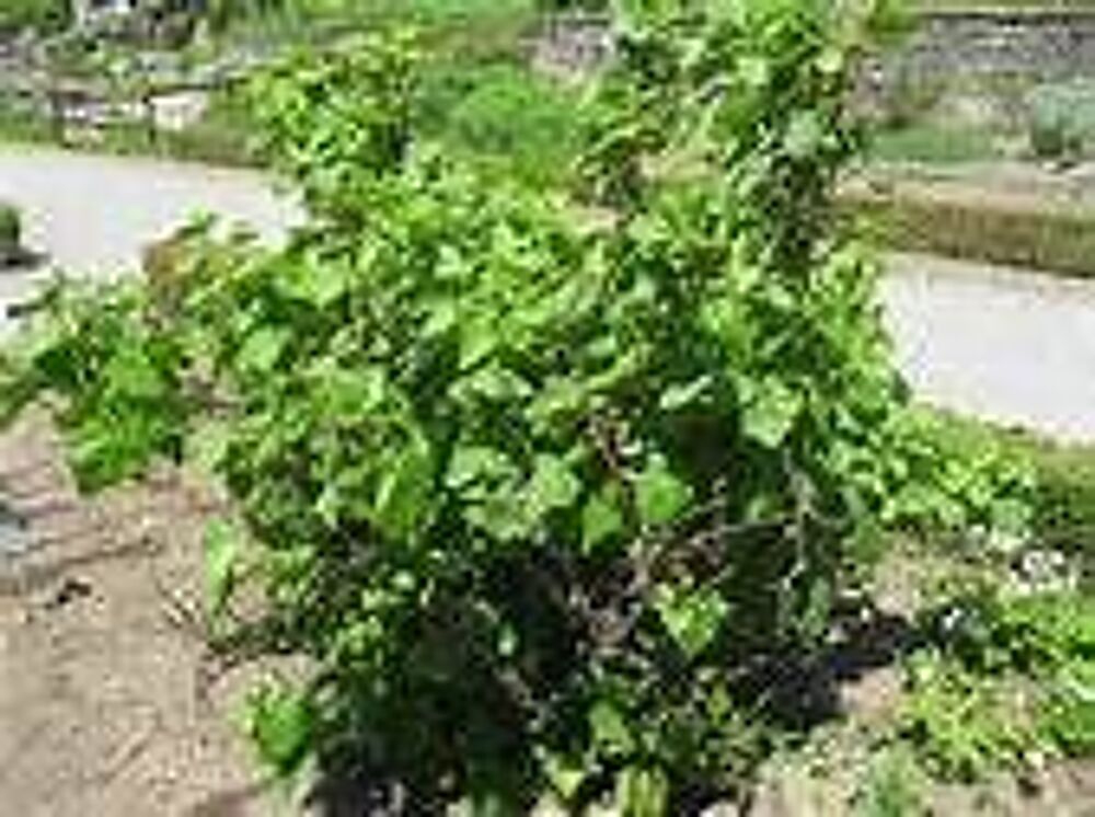 2 plants de cassissier Jardin