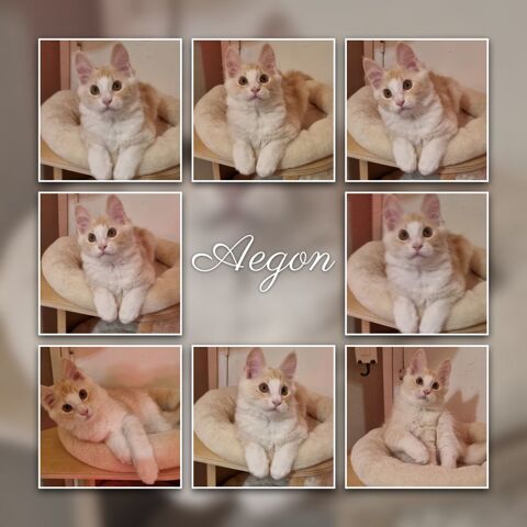 2 M&Acirc;LES maines coon LOOF 1350 93160 Noisy-le-grand