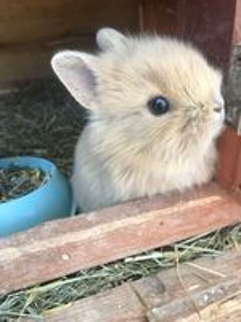   Adorable, lapin, nain à Venelles 