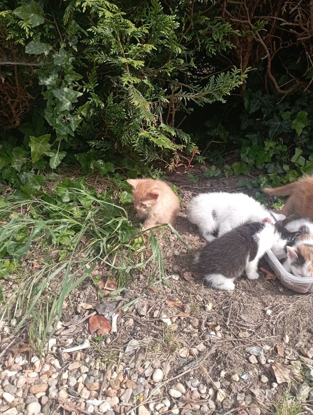   Chatons  