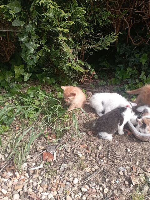 Chatons 0 49500 Marans